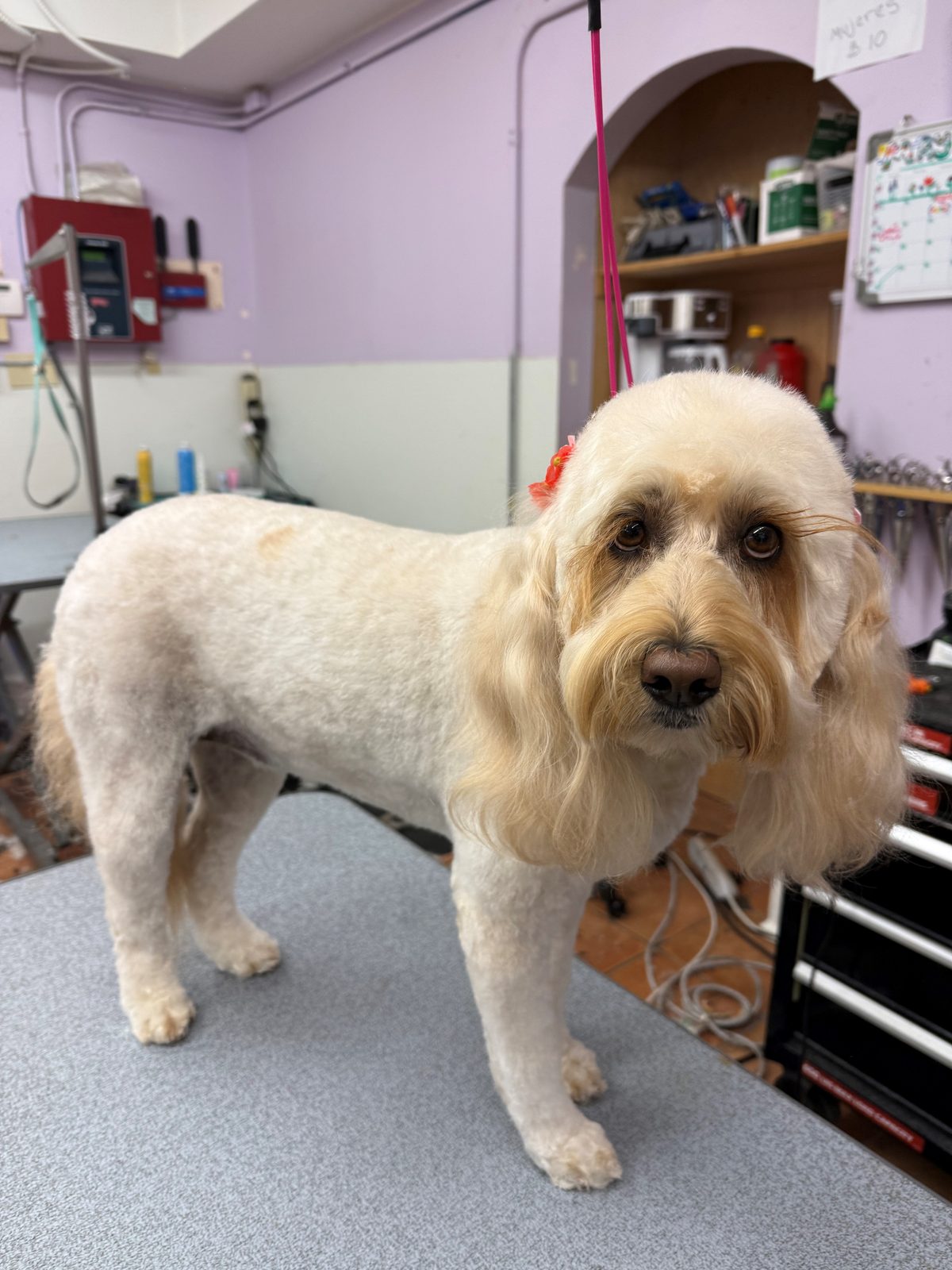 Labradoodle_Grooming_Galleria 1