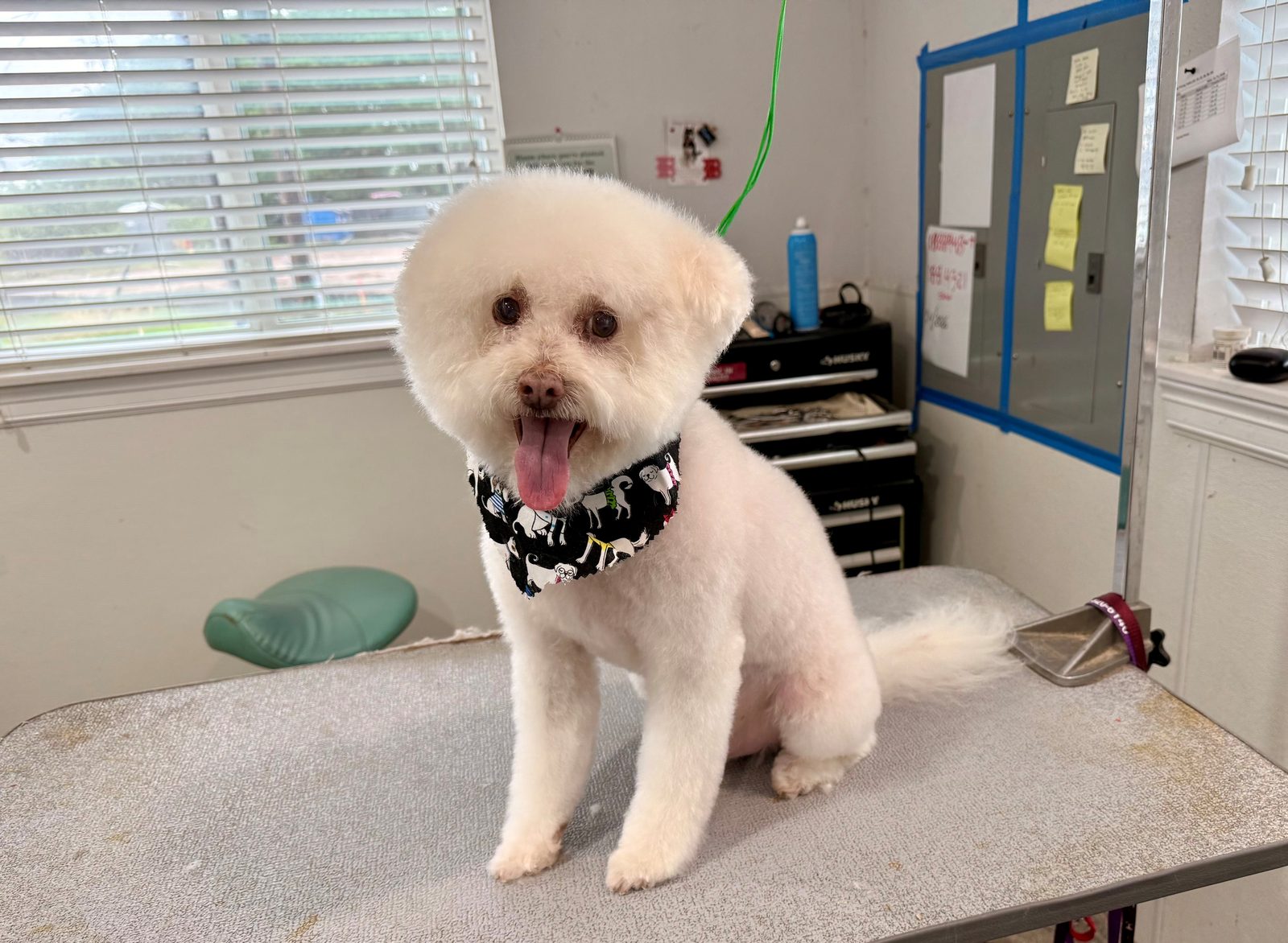 Bichon_Mix_Grooming_Memorial 1