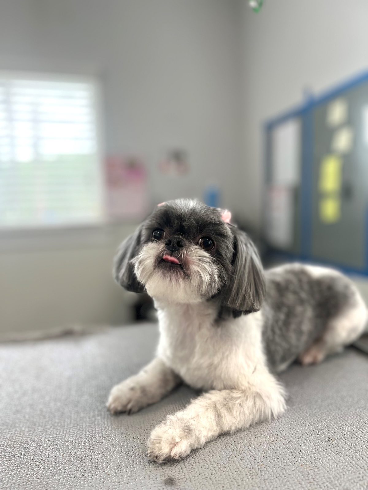 Shih_Tzu_Grooming_Memorial 2