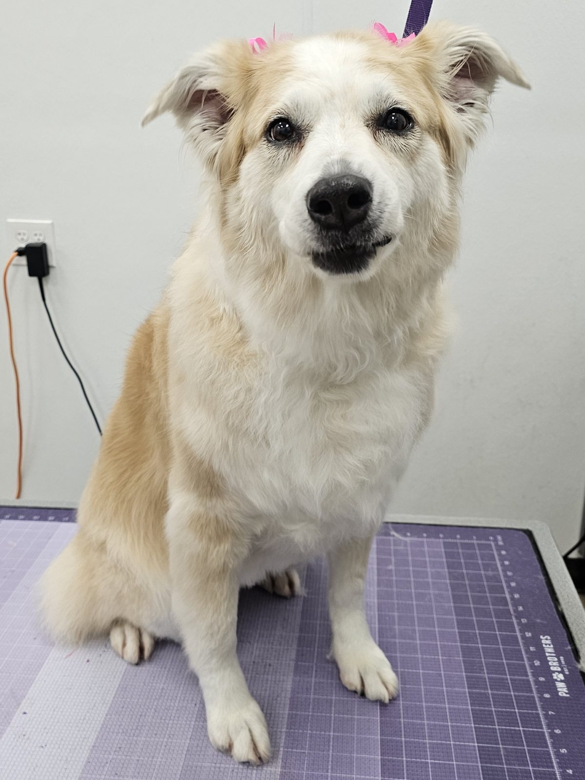 Australian Shepard_Grooming_Pearland 1