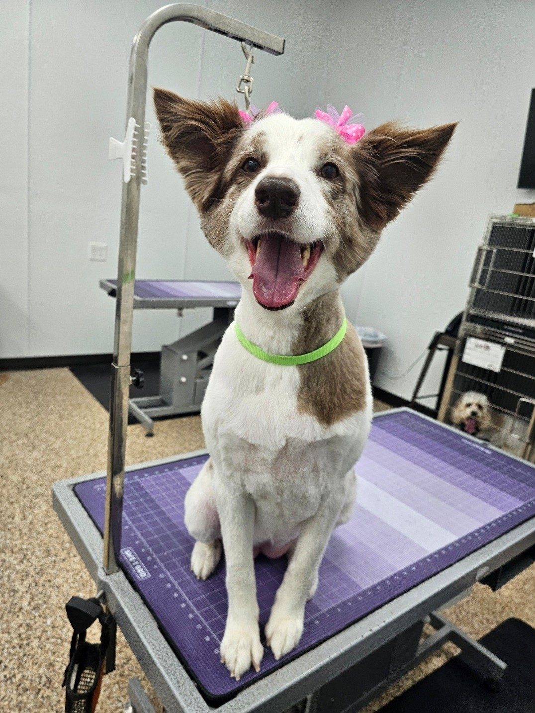 Australian Shepard_Grooming_Pearland 2