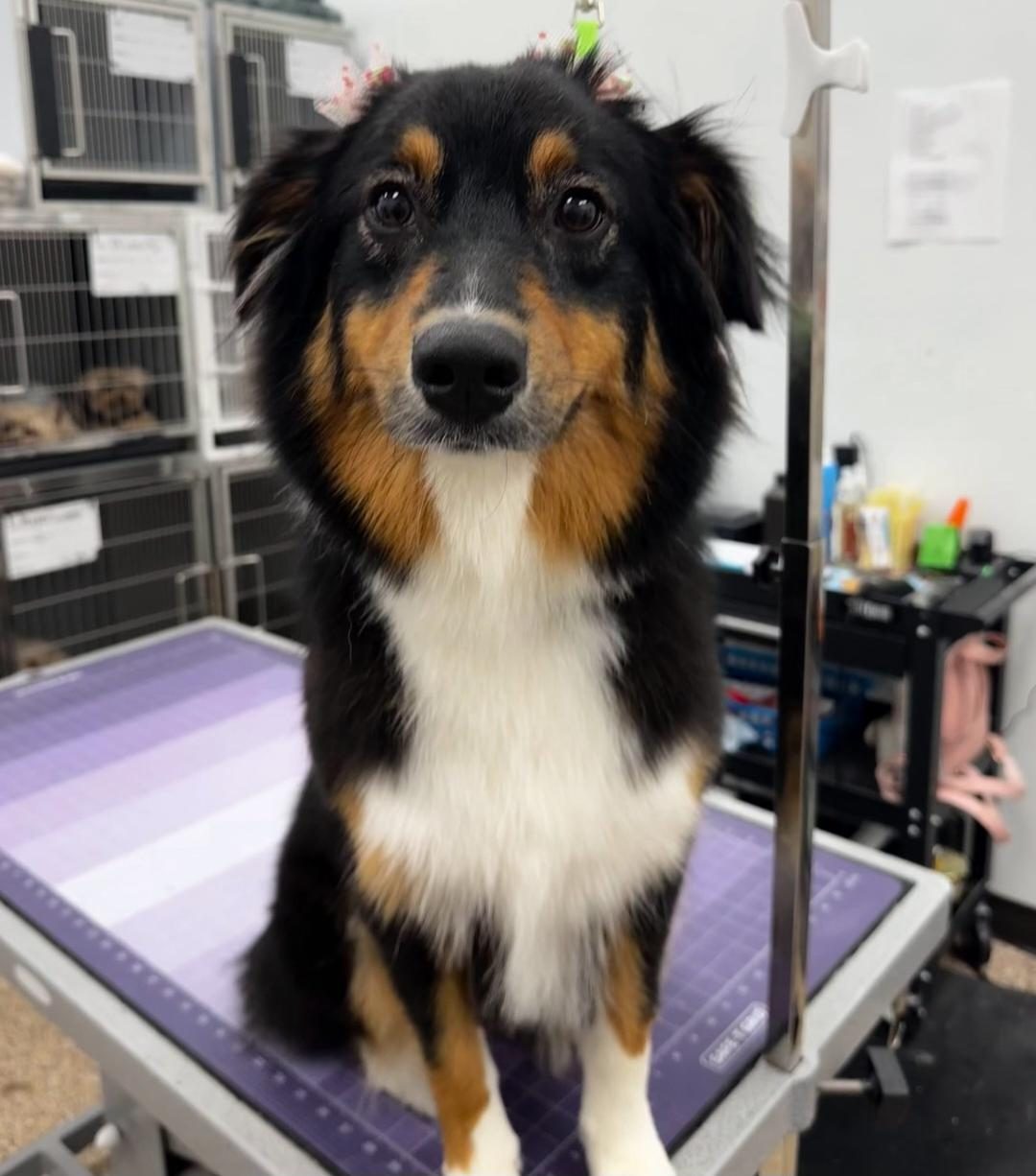 Australian Shepard_Grooming_Pearland