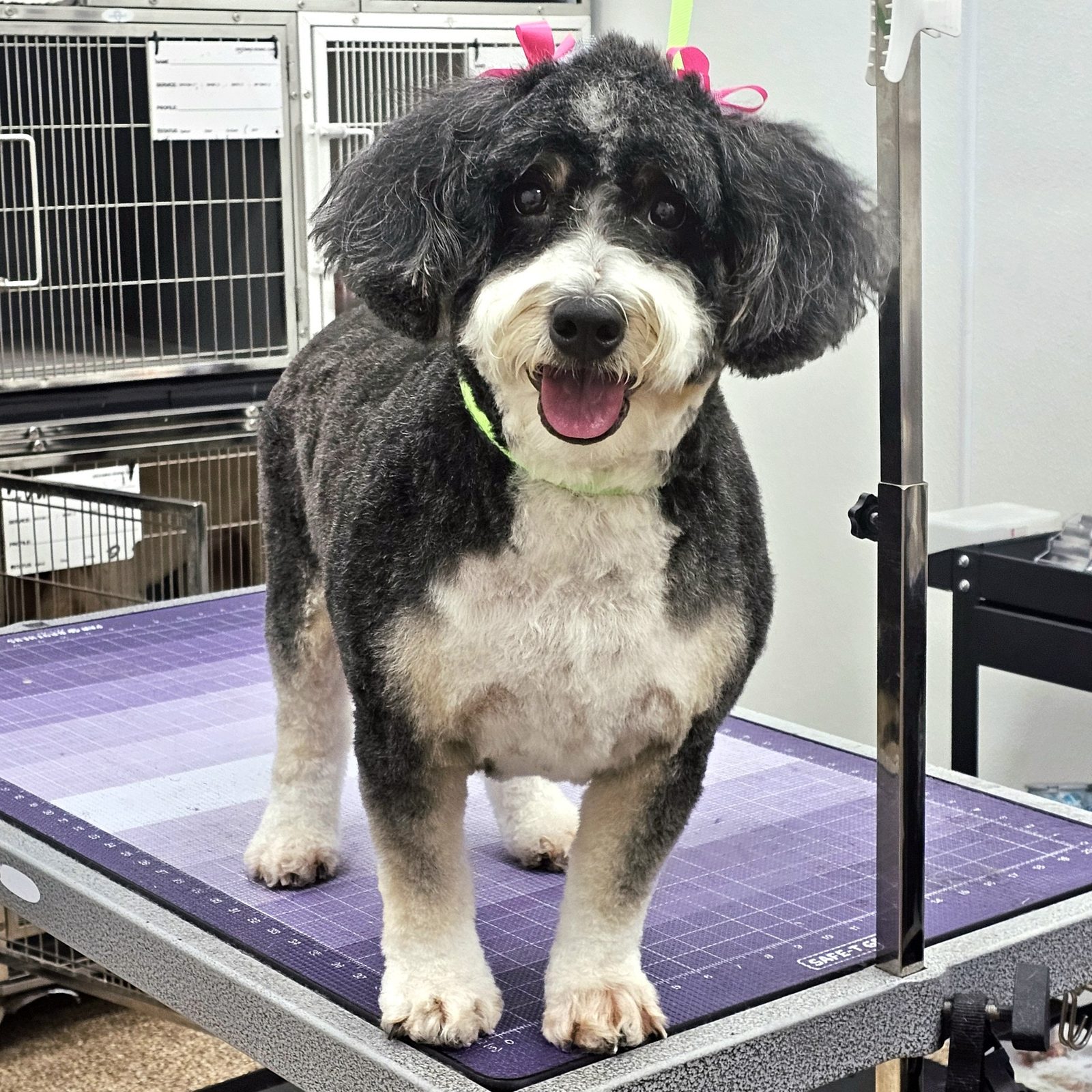 Bernadoodle_Grooming_Pearland