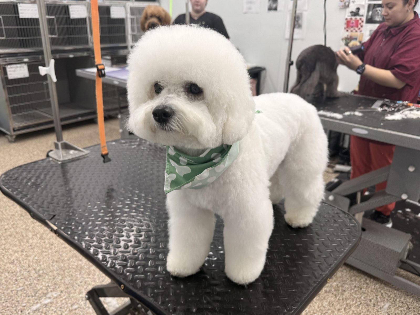 Bichon_Grooming_Pearland 2
