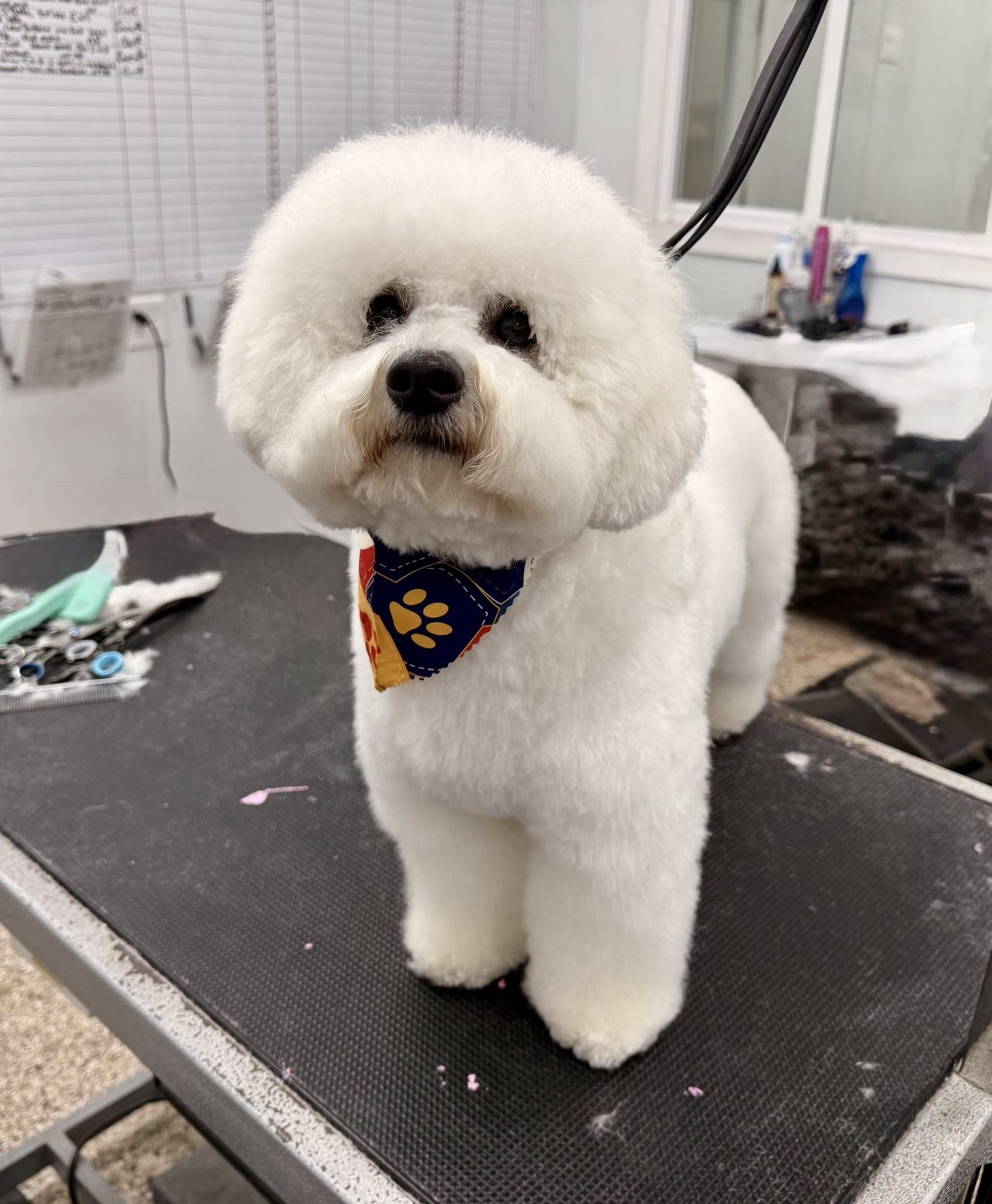 Bichon_Grooming_Pearland