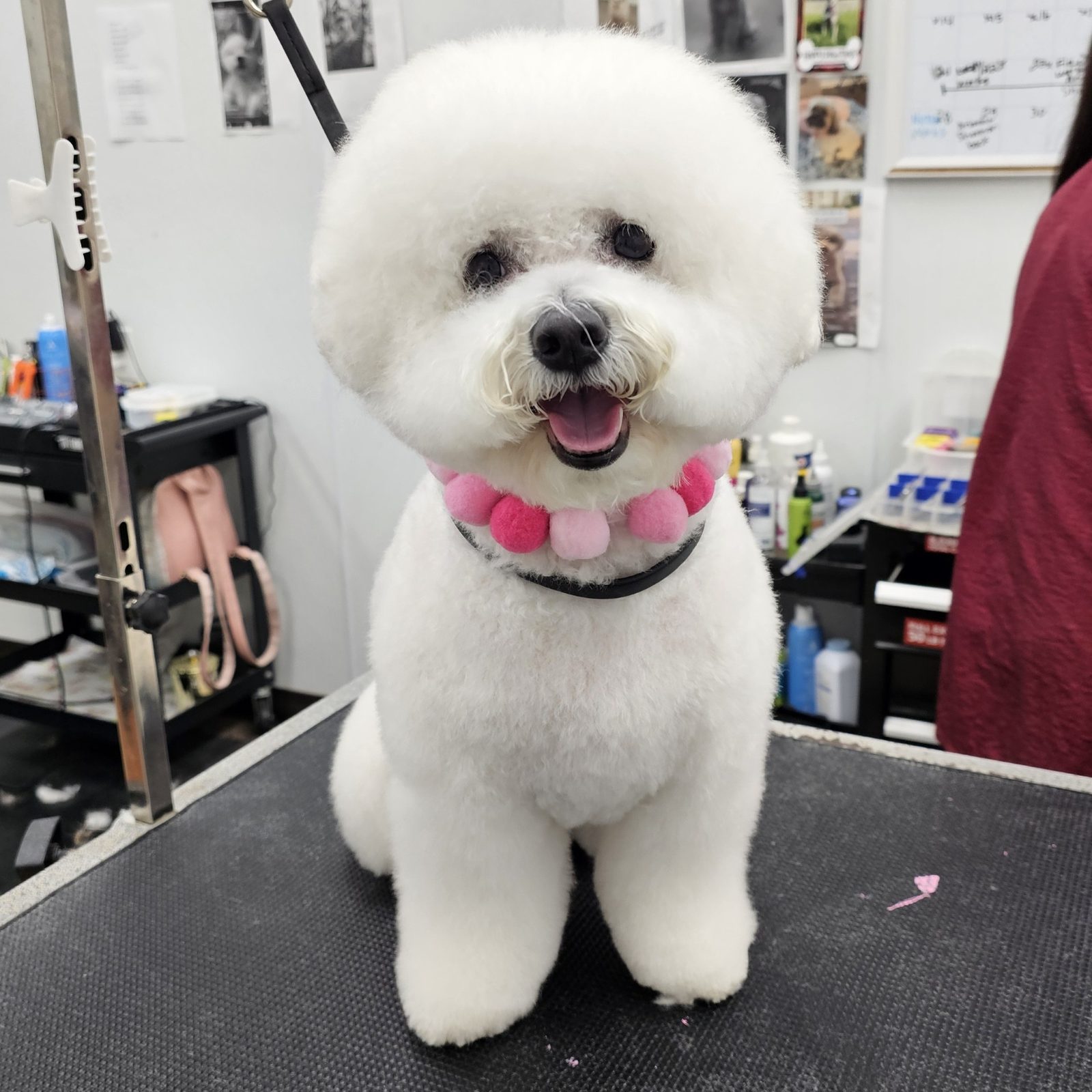 Bichon_Grooming_Pearland2