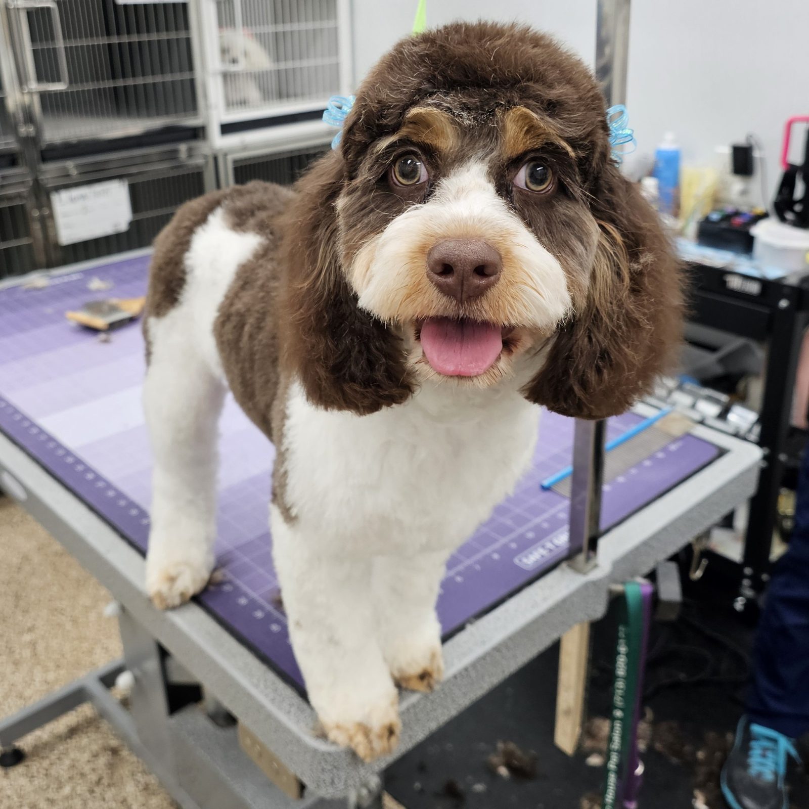 Cavapoo_Grooming_Pearland 1