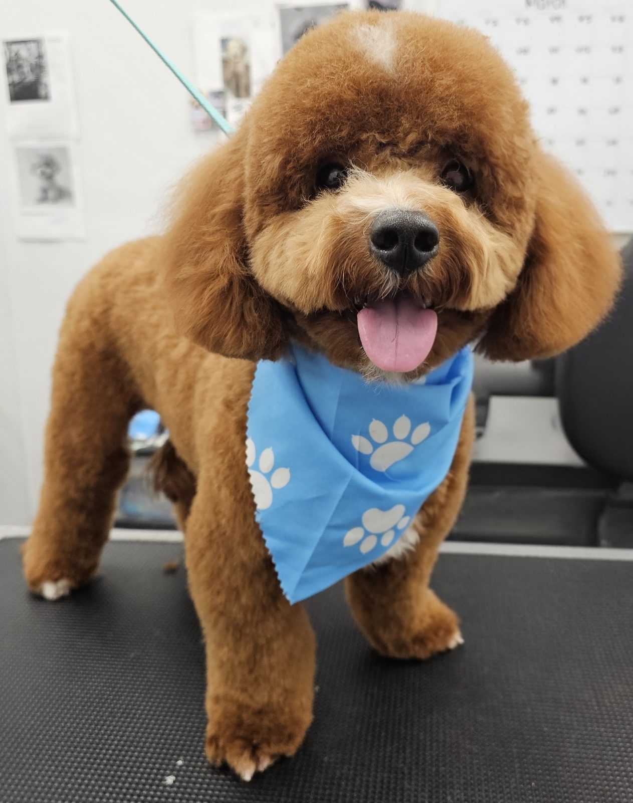 Cavapoo_Grooming_Pearland