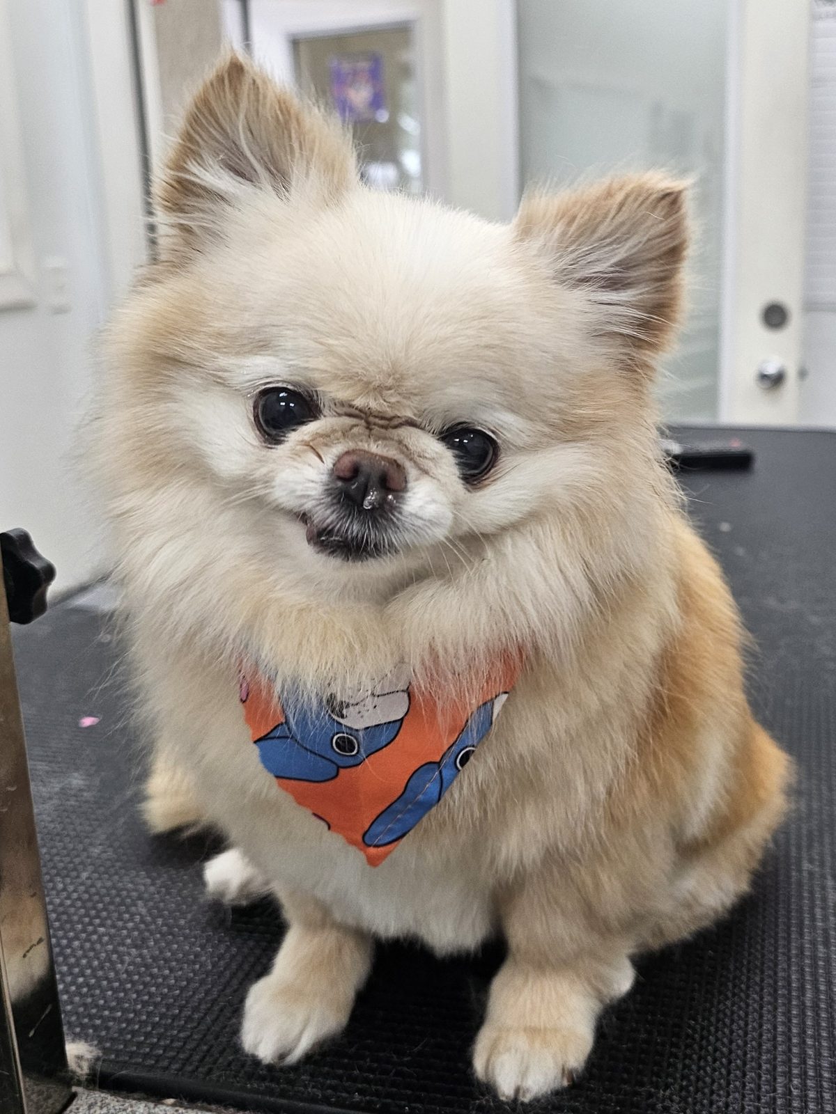 Chihuahua_Grooming_Pearland 1