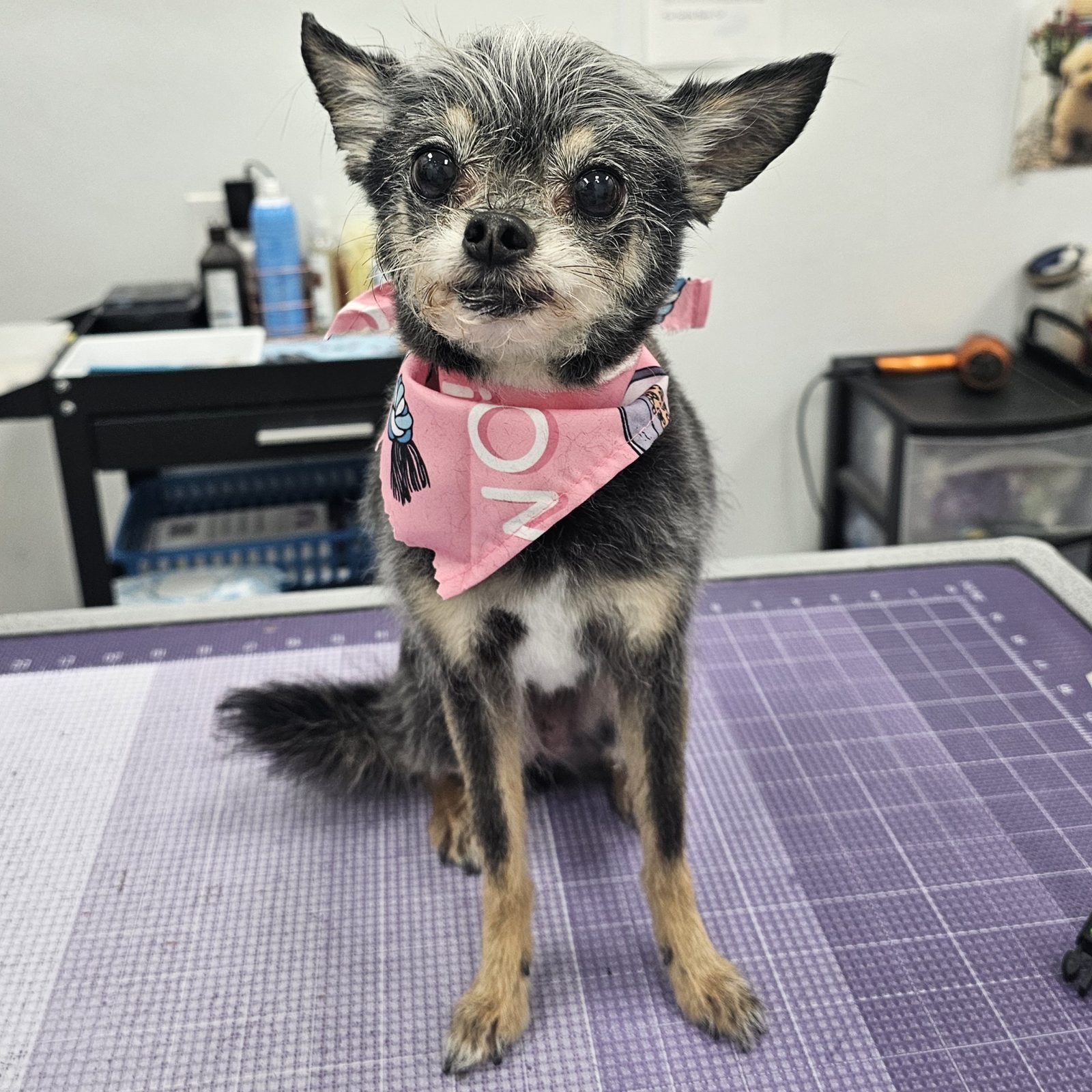 Chihuahua_Grooming_Pearland 2
