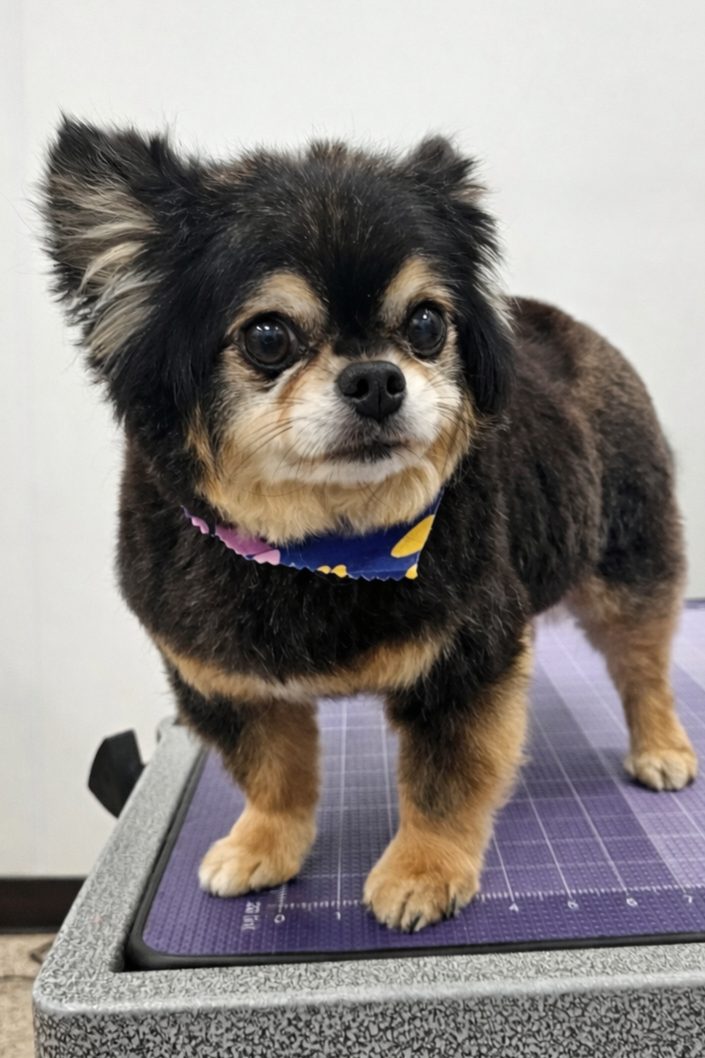 Chihuahua_Grooming_Pearland 3