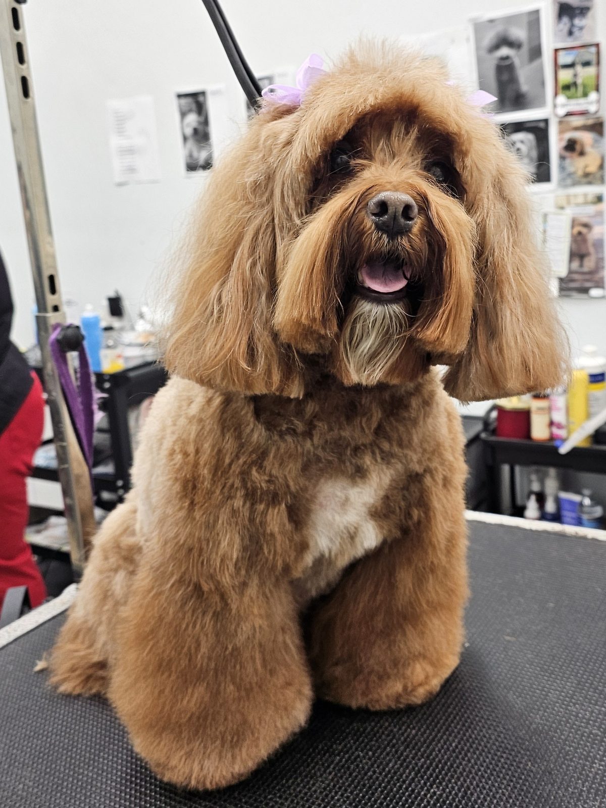 Cockapoo_Grooming_Pearland