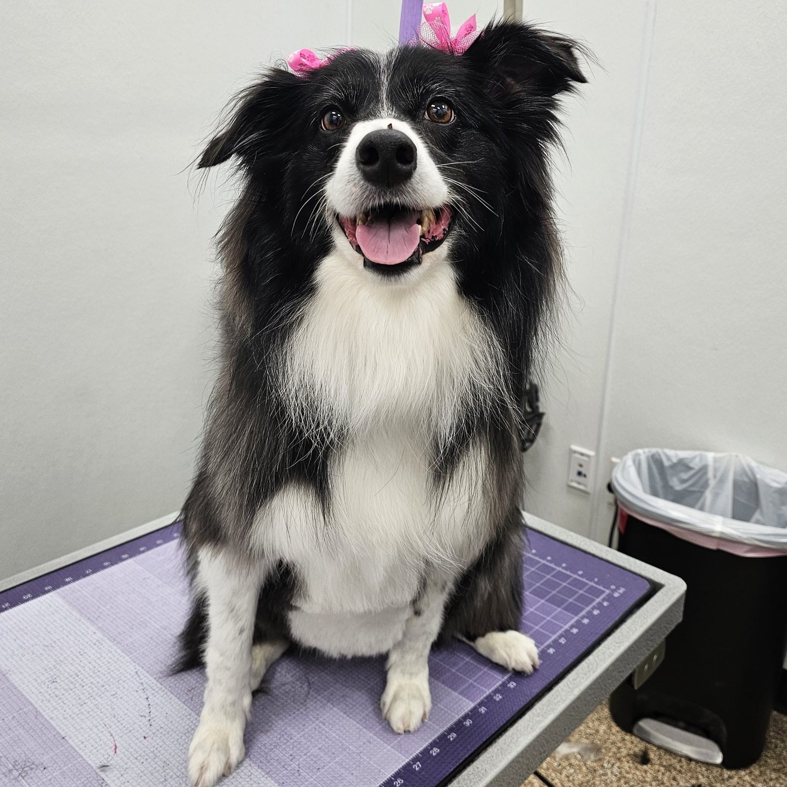 Collie_Grooming_Pearland