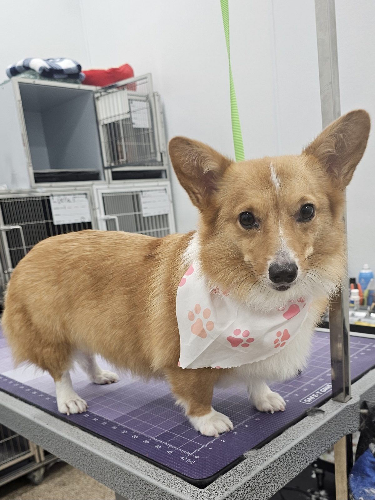Corgi_Grooming_Pearland