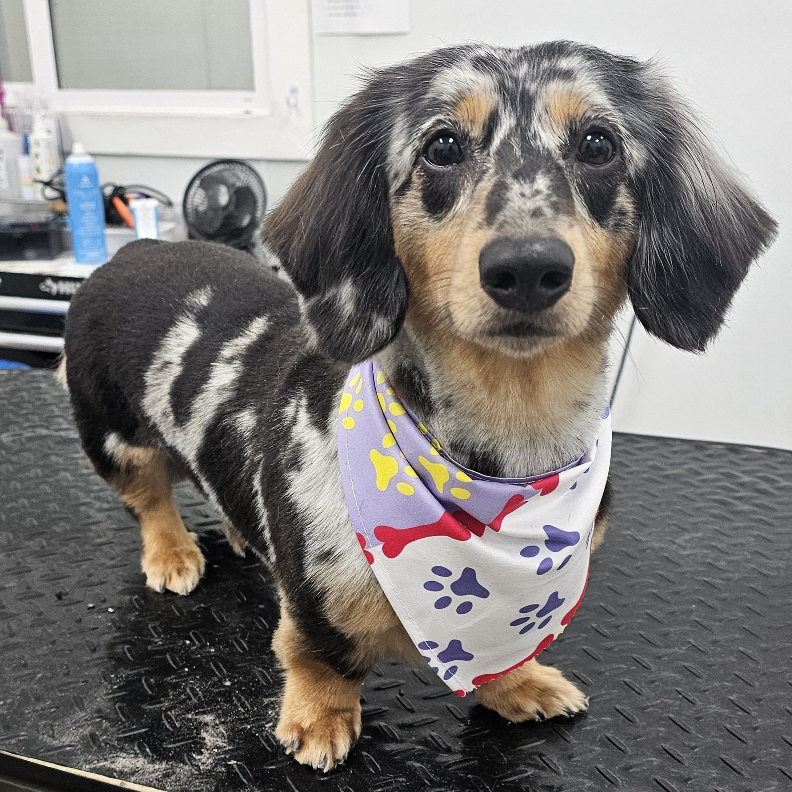 Dachshund_Grooming_Pearland