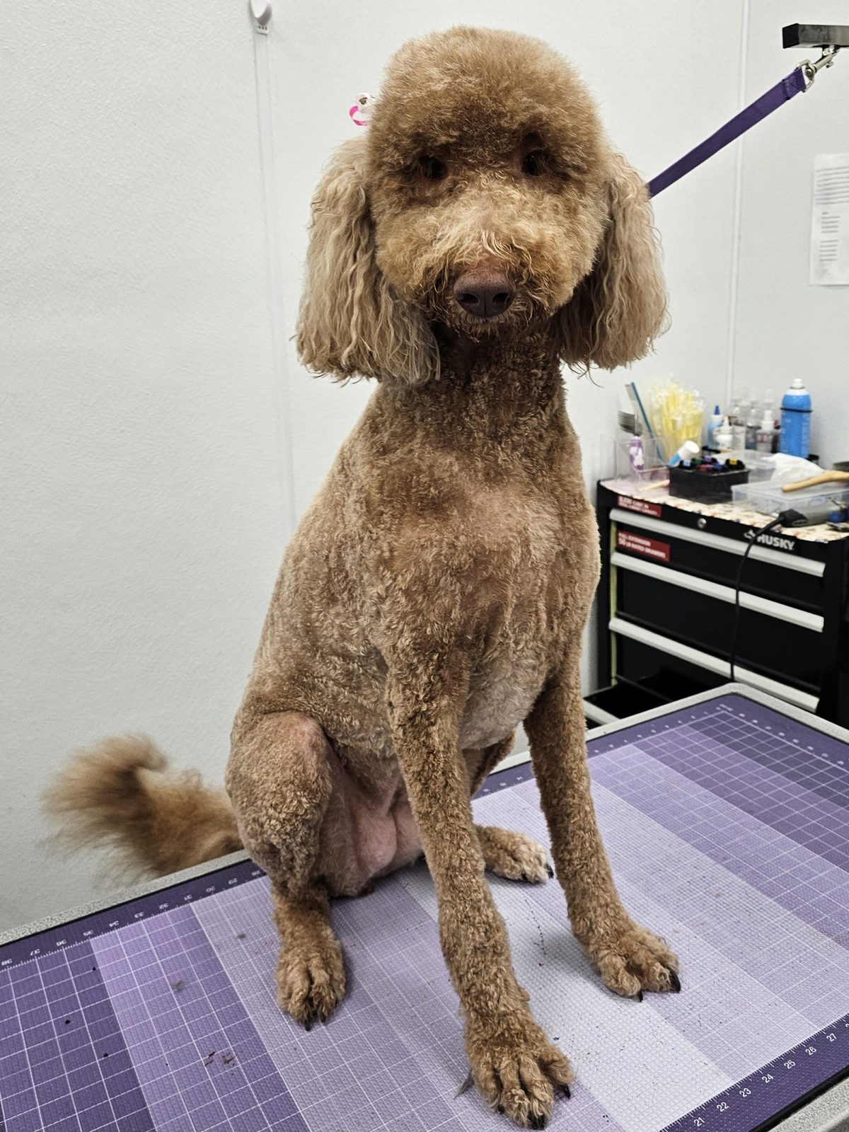 Doodle_Grooming_Pearland 1