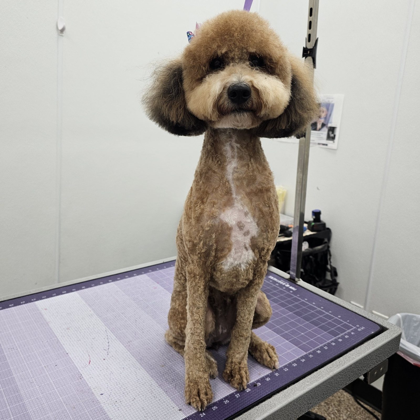 Doodle_Grooming_Pearland 2
