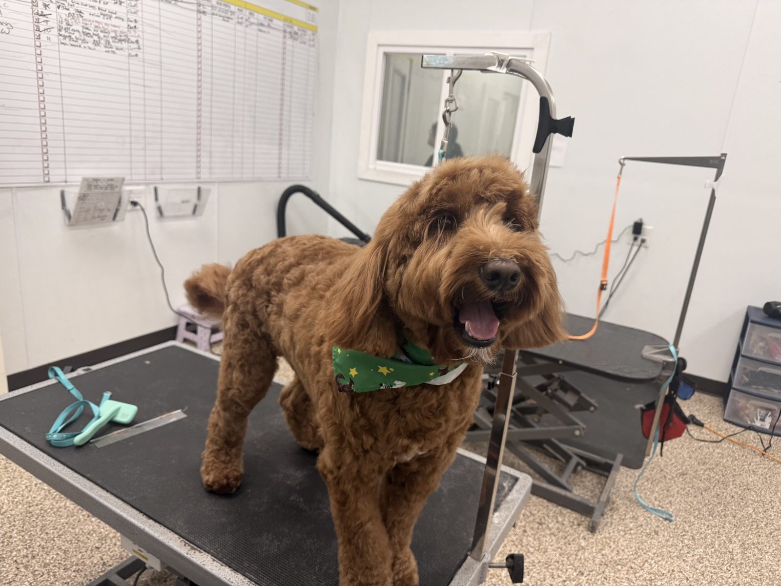 Doodle_Grooming_Pearland
