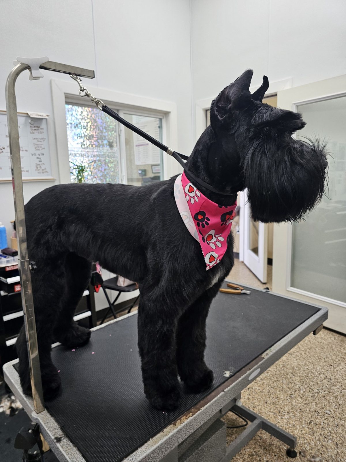 Giant Schnauzer_Grooming_Pearland
