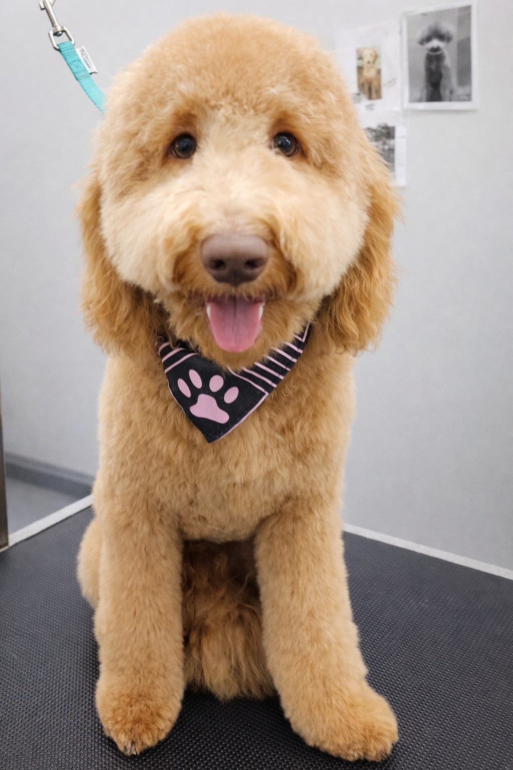 Golden Doodle_Grooming_Pearland 1