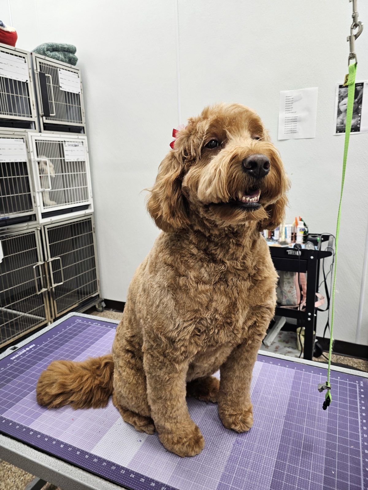 Golden Doodle_Grooming_Pearland 2