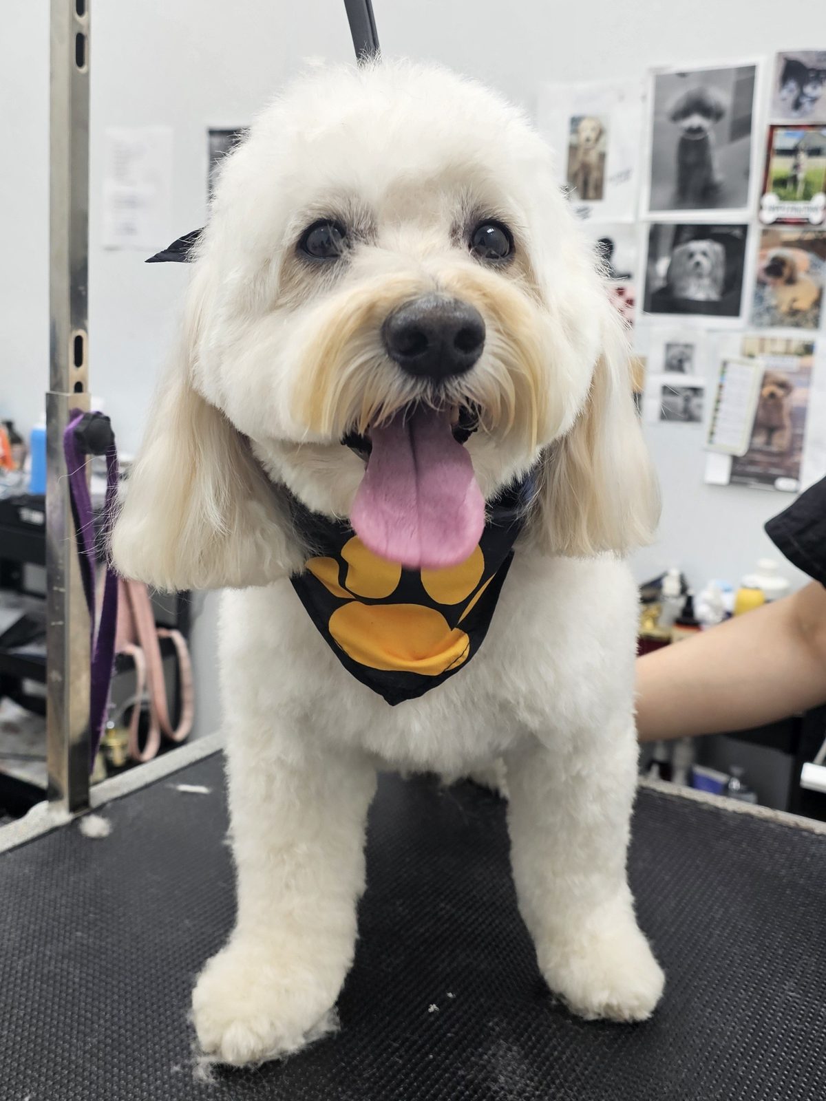 Golden Doodle_Grooming_Pearland