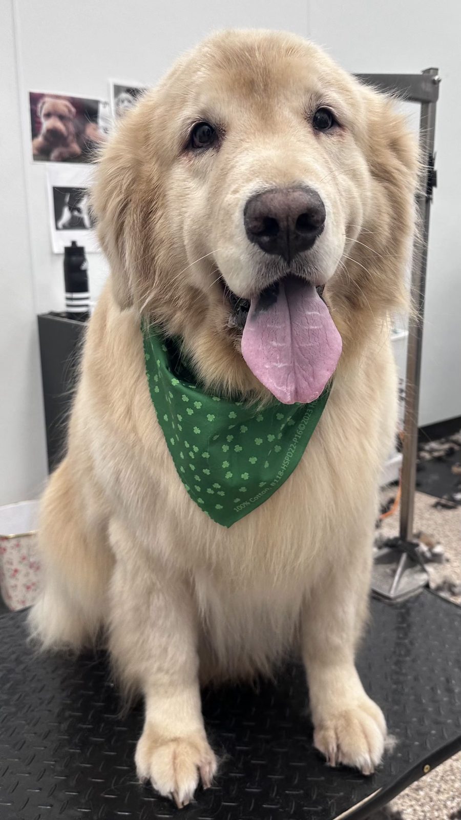 Golden_ Retriever_Grooming_Pearland