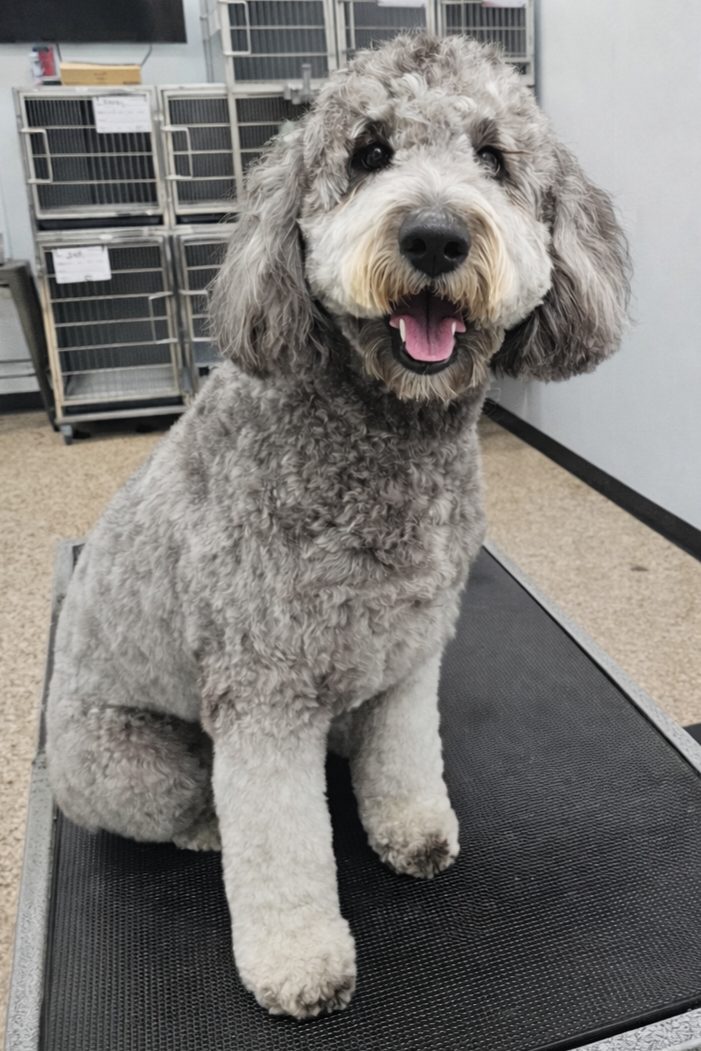 Golden_Doodle_Grooming_Pearland 1