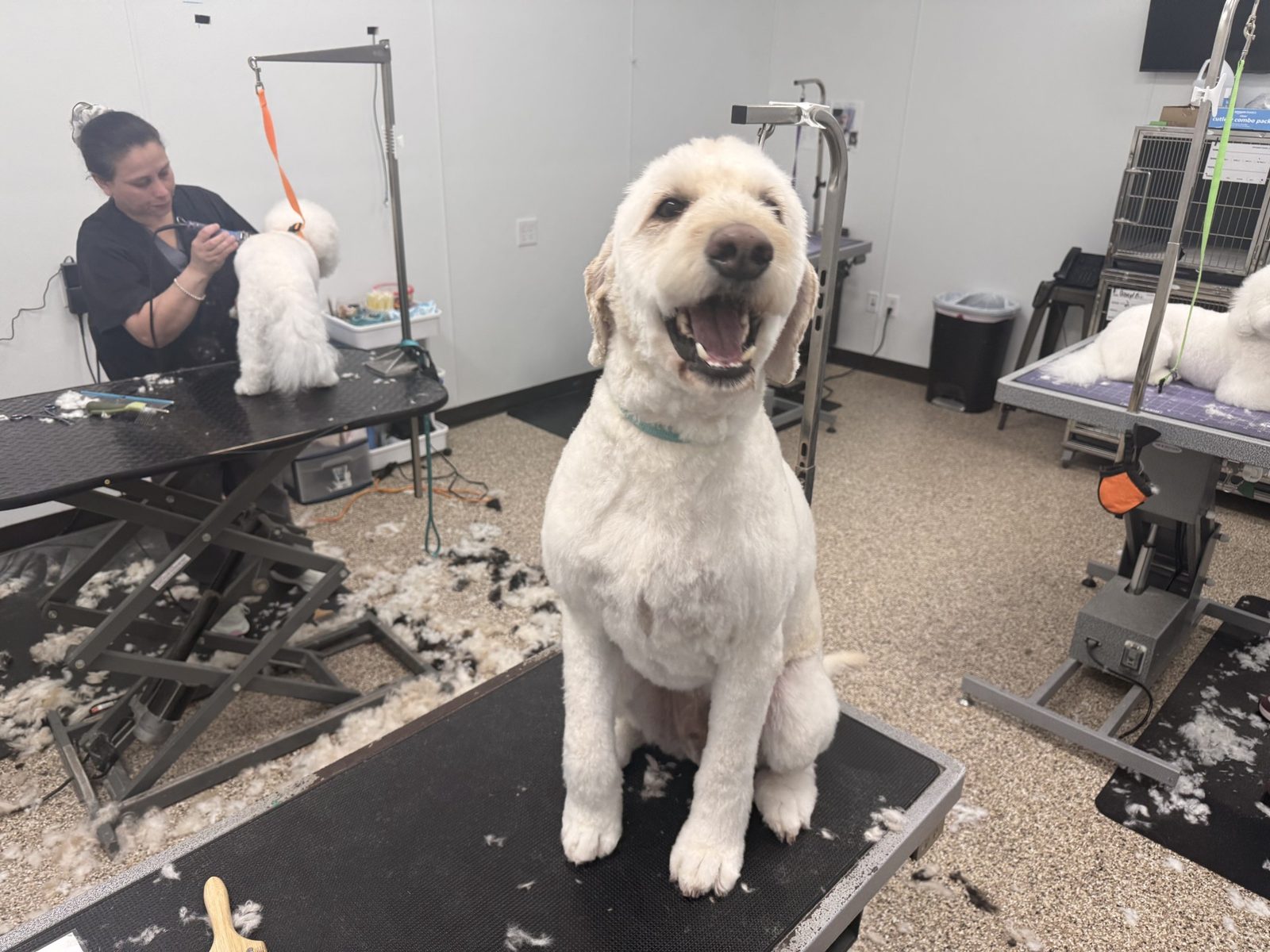 Golden_Doodle_Grooming_Pearland.1