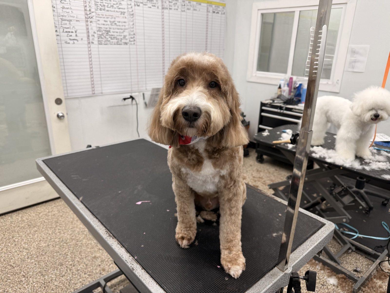 Golden_Doodle_Grooming_Pearland