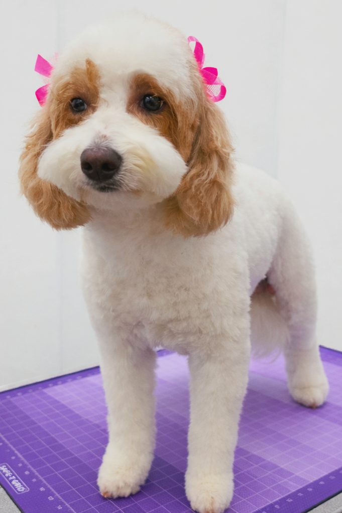 Golden_Doodle_Grooming_Pearland