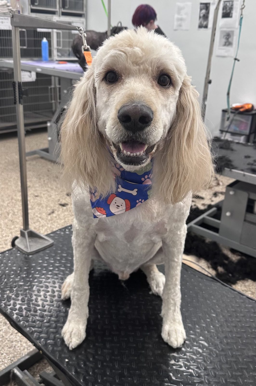 Goldendoodle_Grooming_Pearland