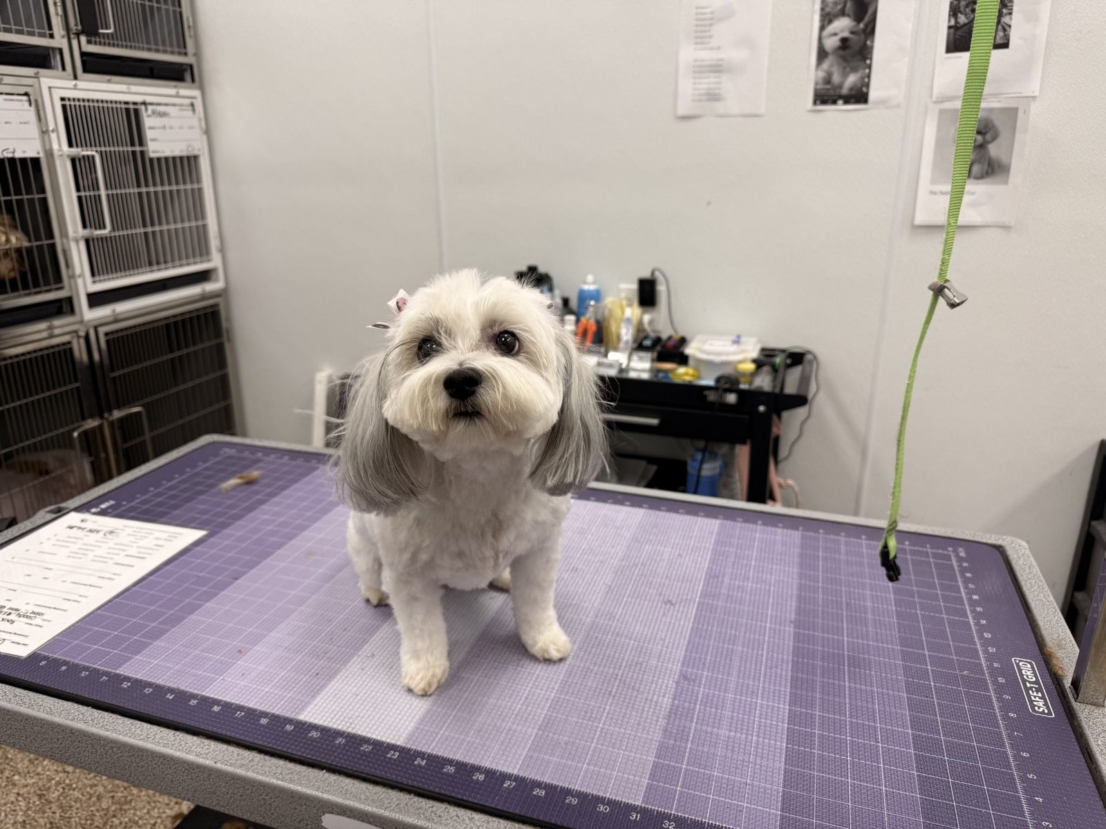 Havanese__Grooming_Pearland