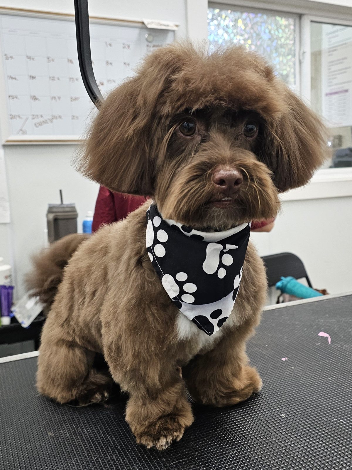 Havanese_Grooming_Pearland