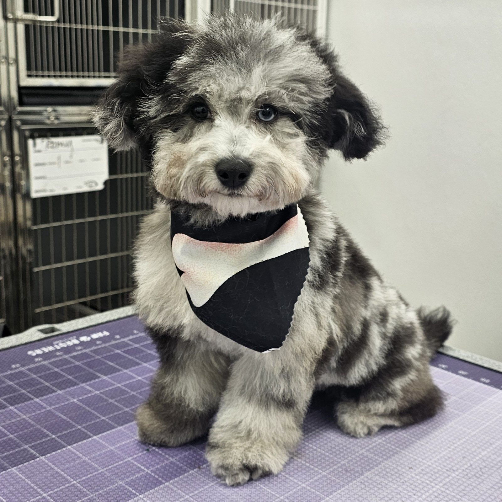 Havapoo_Grooming_Pearland