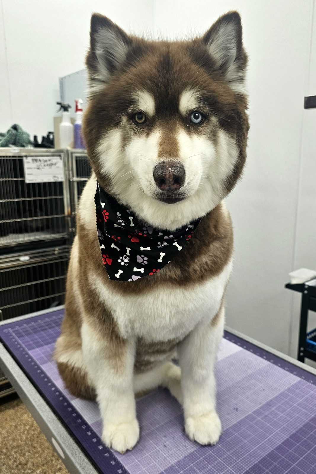 Husky_Grooming_Pearland