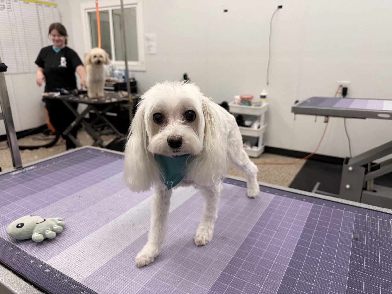 Maltese_Grooming_Pearland 1