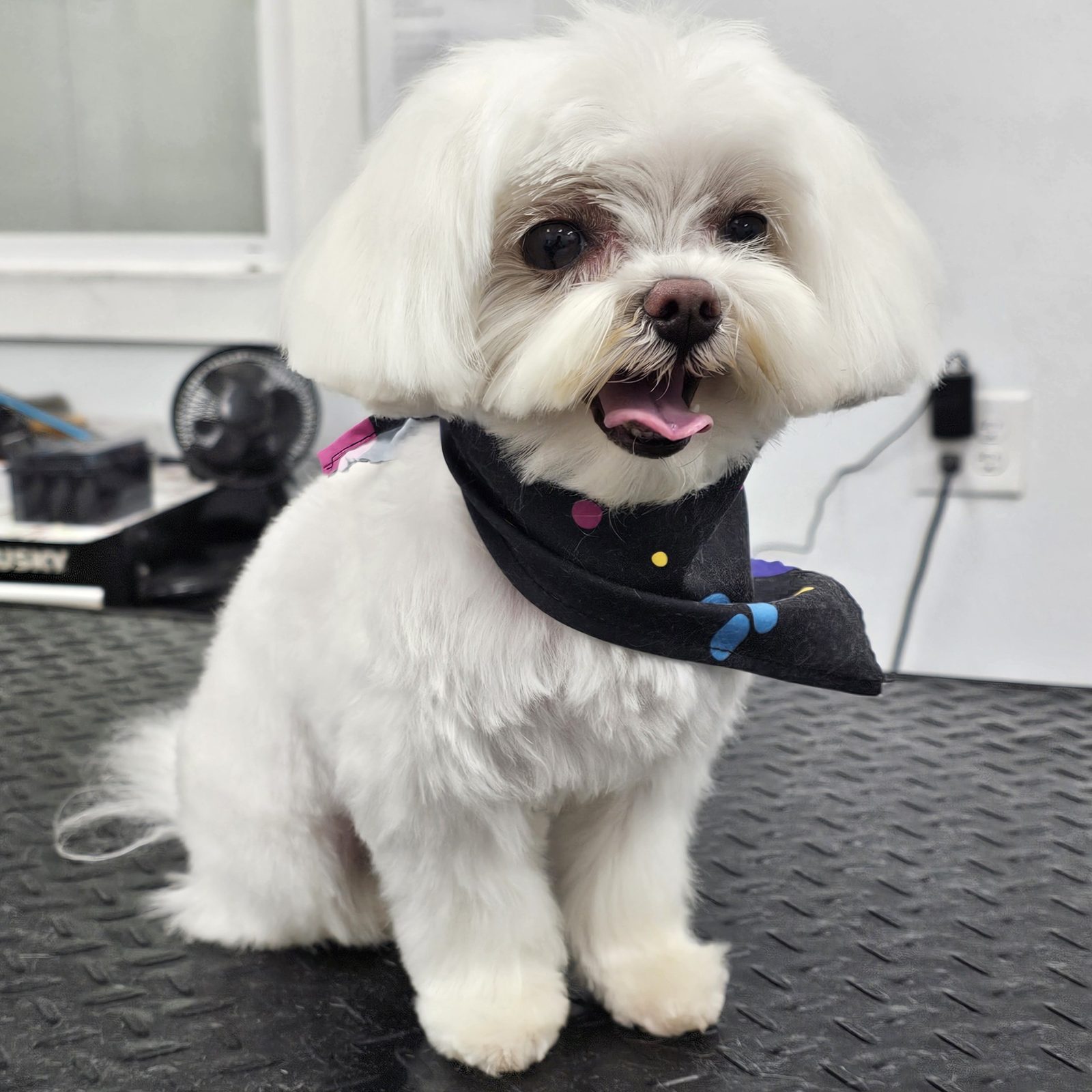 Maltese_Grooming_Pearland