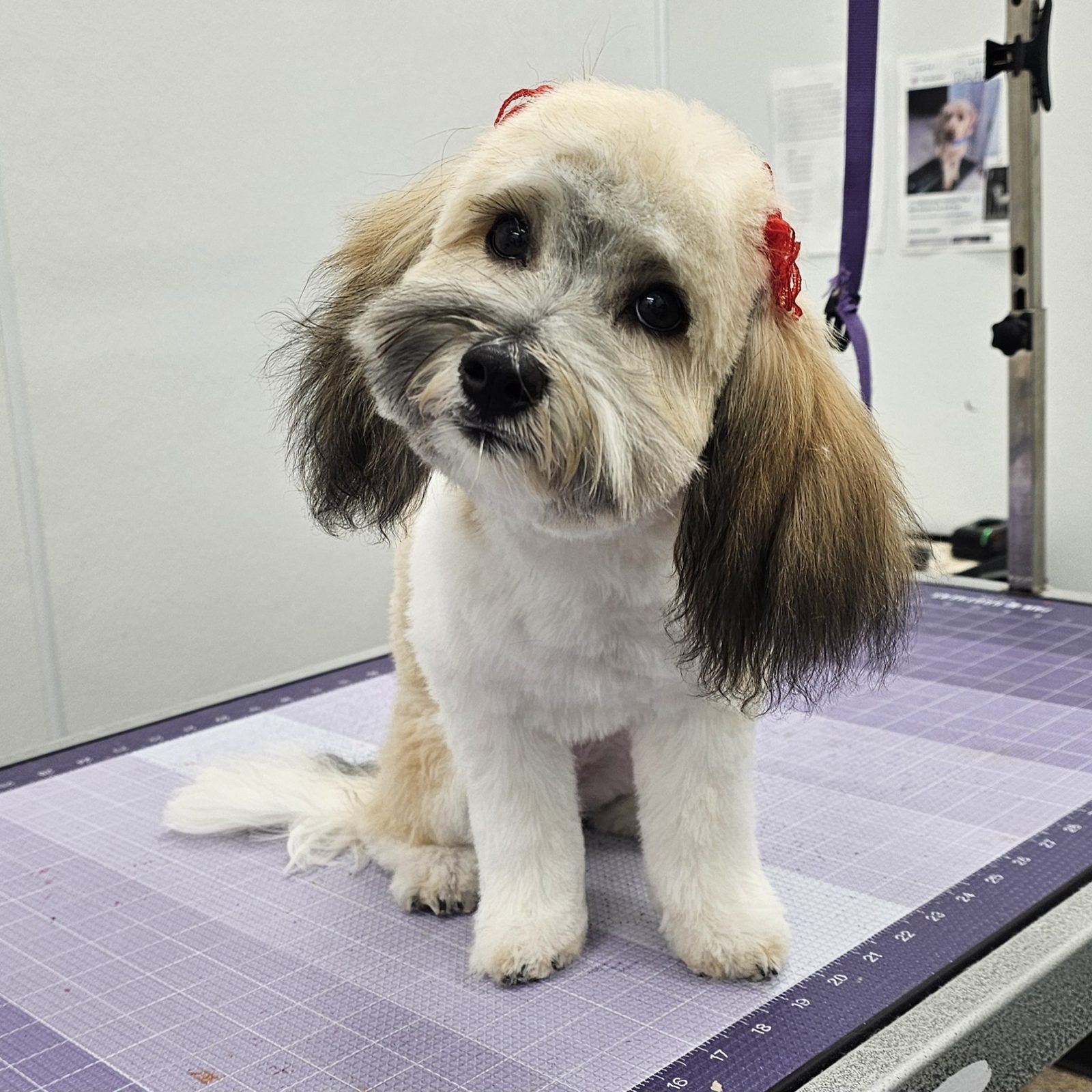 Maltipoo_Grooming_Pearland 1