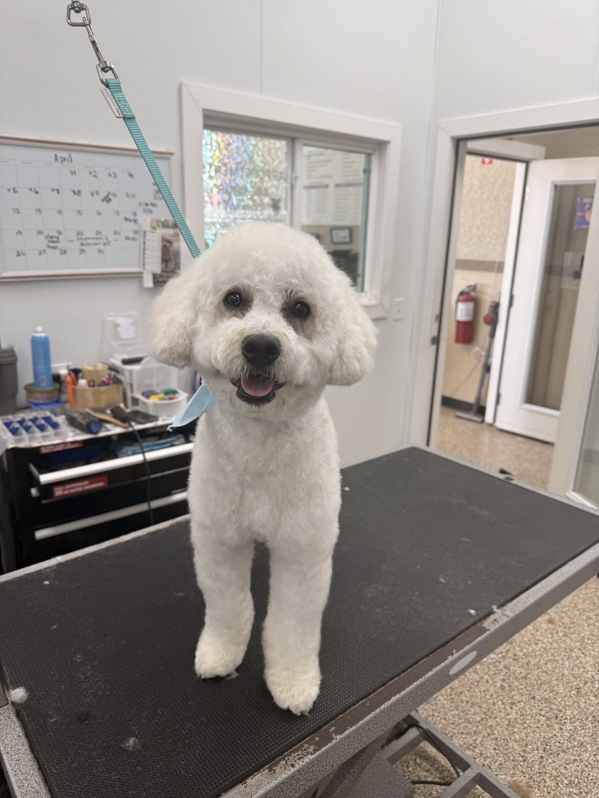 Maltipoos_Grooming_Pearland
