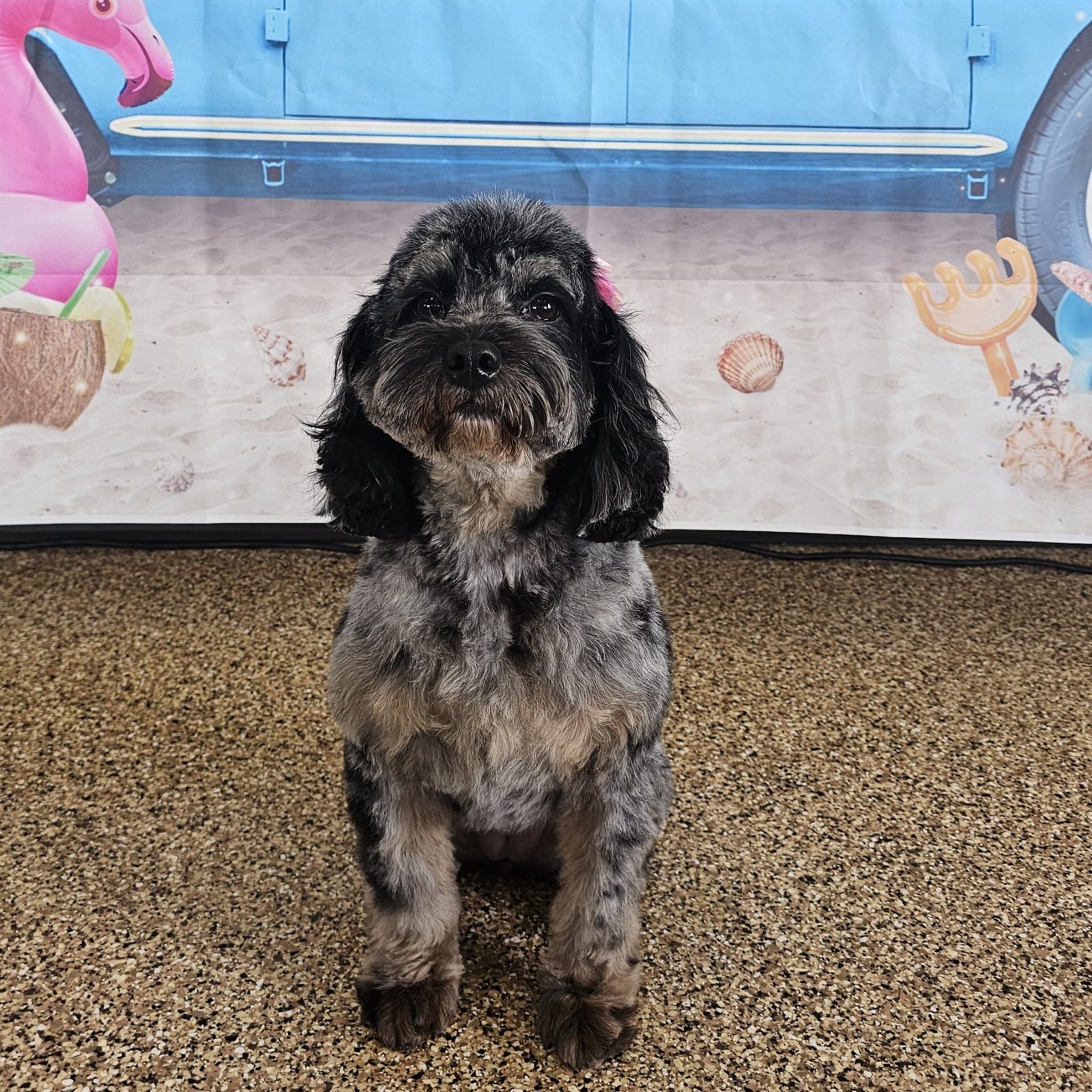 Mini Doodle_Grooming_Pearland 2