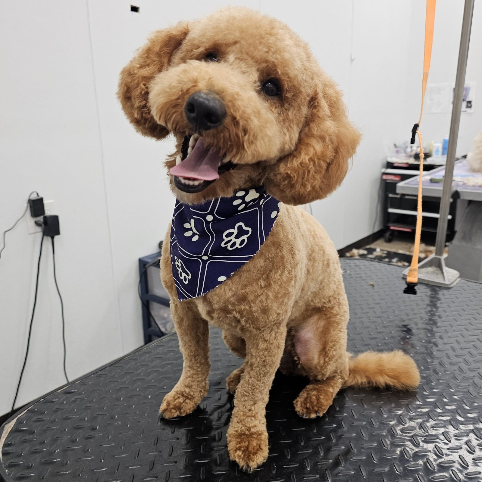 Mini Doodle_Grooming_Pearland