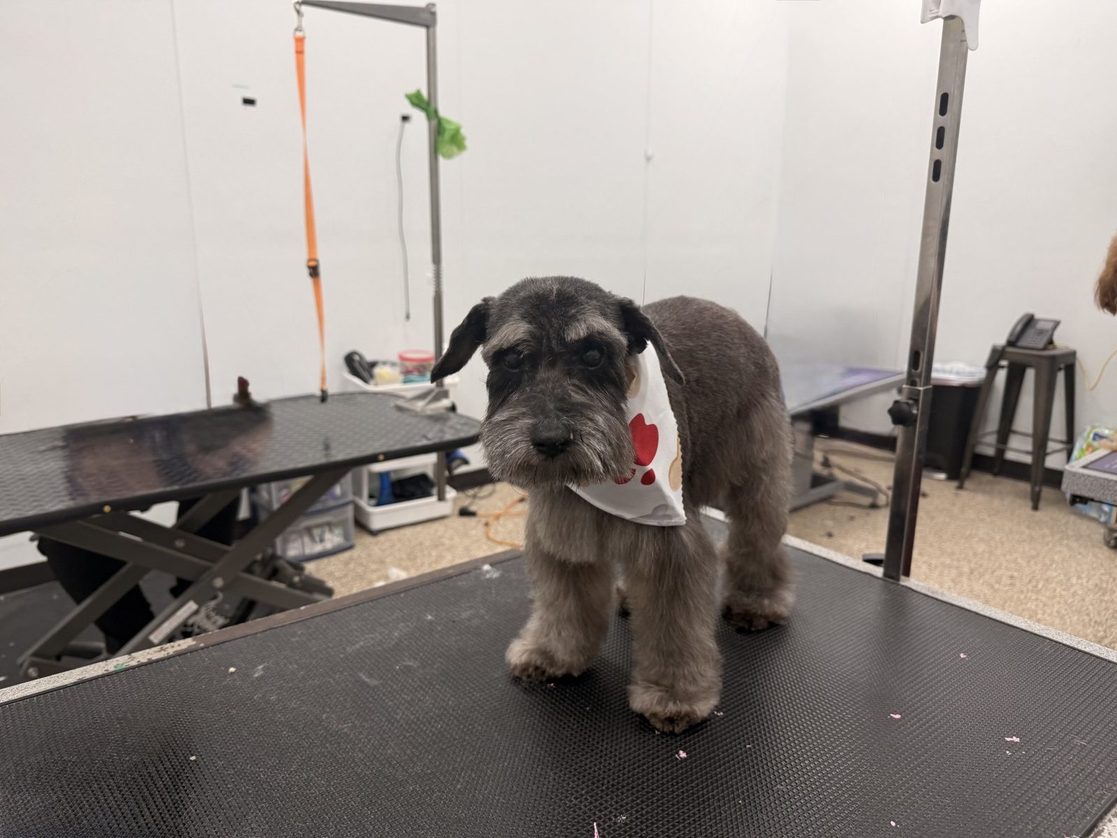 Mini_Schnauzer_Grooming_Pearland 1
