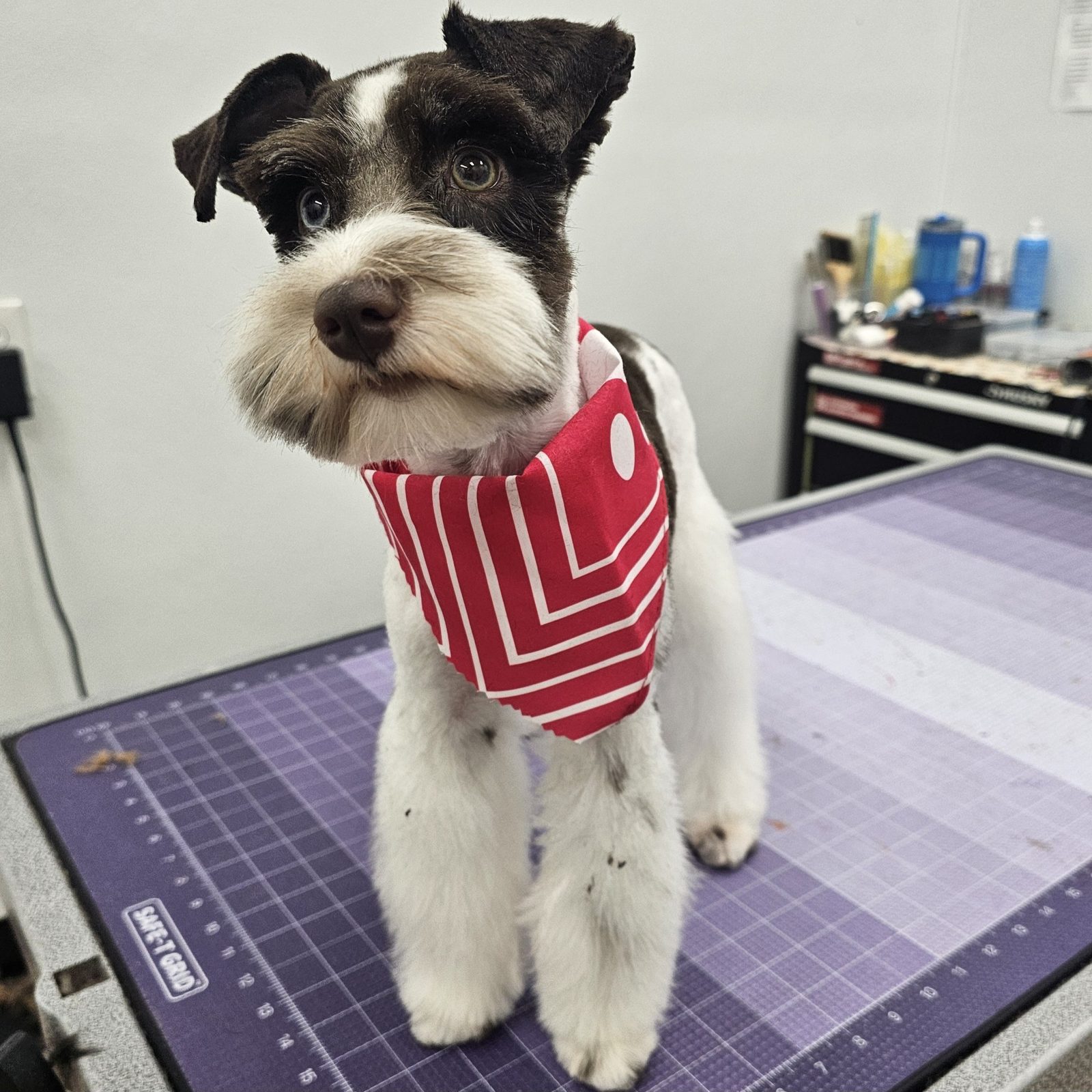 Mini_Schnauzer_Grooming_Pearland 2