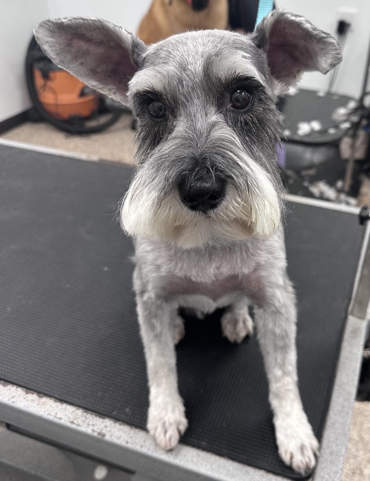 Miniature Schnauzer_Grooming_Pearland