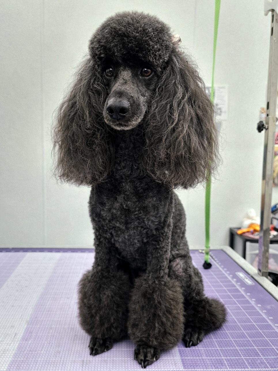 Miniature_Poodle_Grooming_Pearland