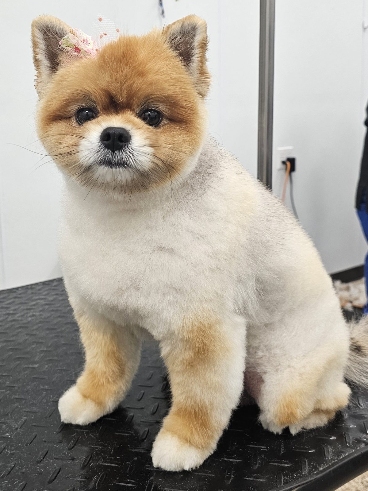 Pomeranian_Grooming_Pearland 2