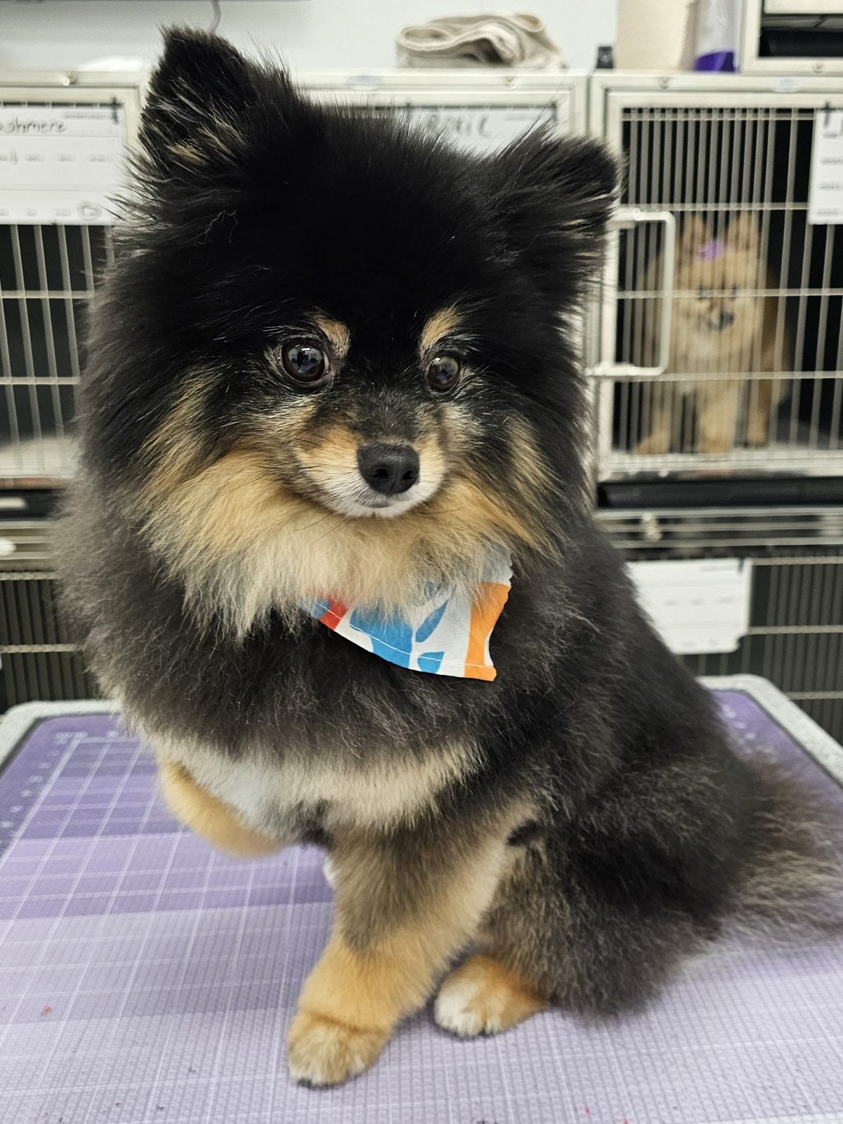 Pomeranian_Grooming_Pearland