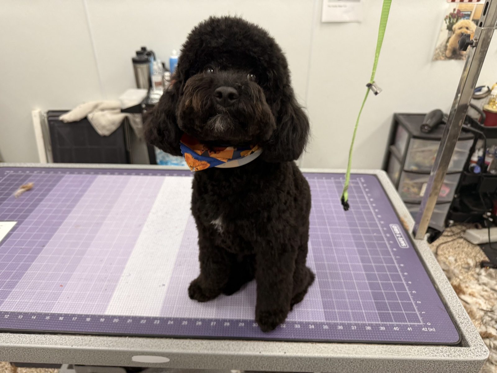 Poodle_Grooming_Pearland
