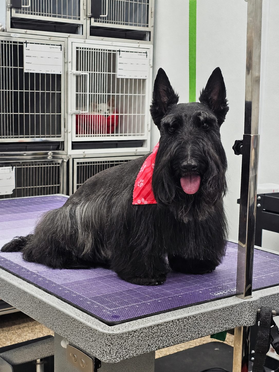 Scottie_Grooming_Pearland